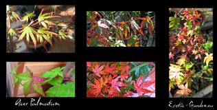 Acer Palmatum Colours from budbreak to autumn