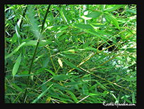 Phyllostachys Bissettii