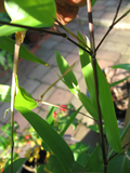 Phyllostachys Bissetti