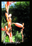 Hesperaloe Parviflora -'Red Yucca'