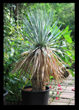 Yucca Rostrata