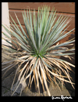 Yucca Rostrata