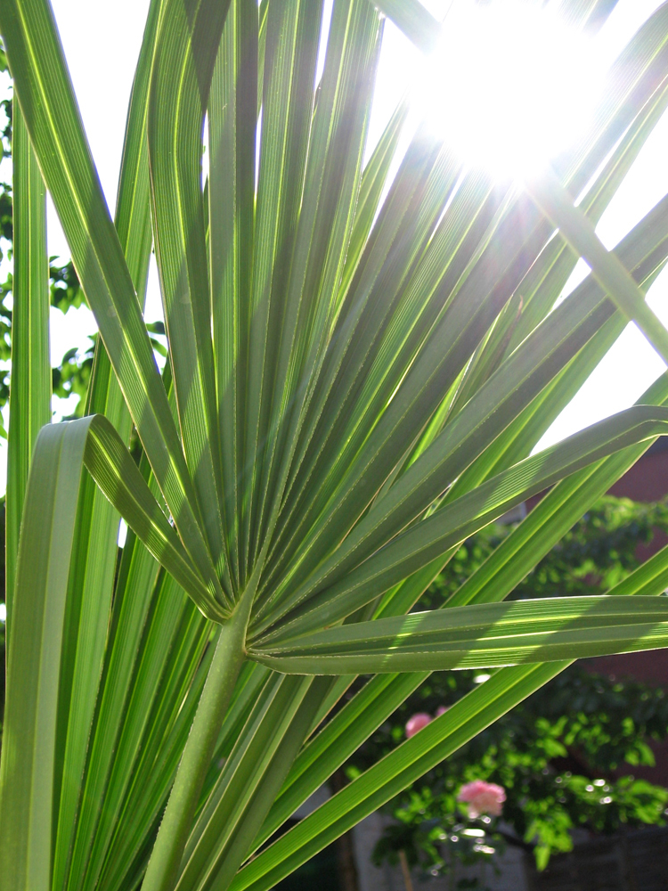 Pflanze  40-60cm Chamaerops humilis var cerifera Frostharte Palme