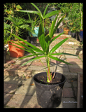 Trachycarpus sp. Nova 'Green Princeps'