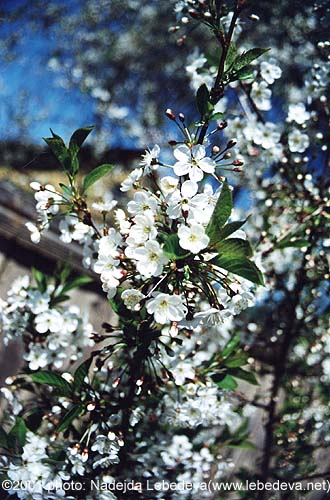 399_Cherrytree